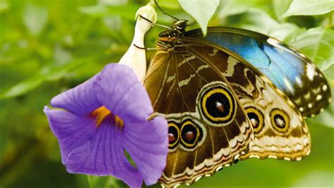 Tropical rainforests lie in the equatorial zone, between the tropic of cancer and tropic of capricorn. Butterflies and Plants: Designers of Tropical Rain Forest ...