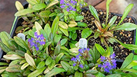 Ajuga Reptans Fancy Finch Oceanside Garden