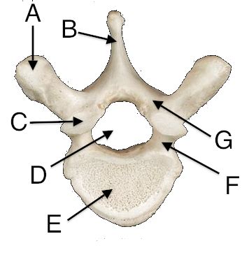 Learn about long bone diagram with free interactive flashcards. Axial Skeleton - Anatomy & Physiology 150 with Verenna at Delaware County Community College ...