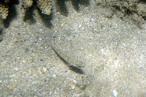 The Half Banded Goby Whats That Fish