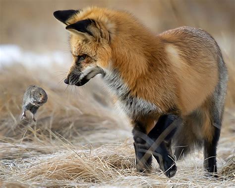 Daily Dozen — Photos National Geographic Your Shot Animals Fox