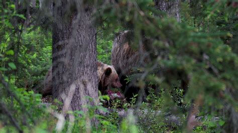 Grizzly Bear And Her Cubs Kill And Eat An Elk Calf In Jasper National