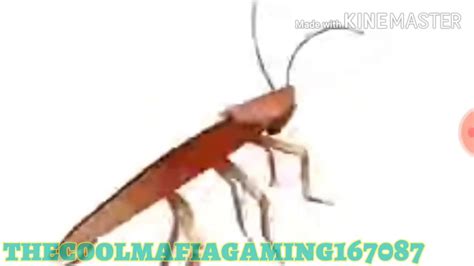 dancing cockroach ytp 1 youtube
