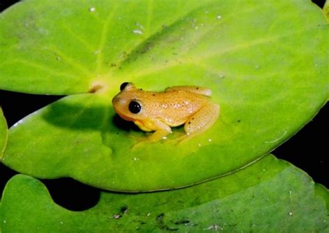Natal Spiny Reed Frog Frogs Of South Africa · Inaturalist