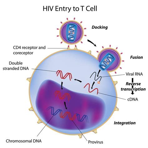 Cd161cd4 T Cells Depleted At The Cervix During Hiv Infection Immunopaedia