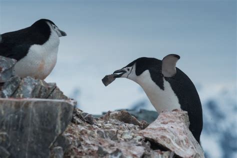 The Ultimate Guide To Photographing Penguins In Antarctic
