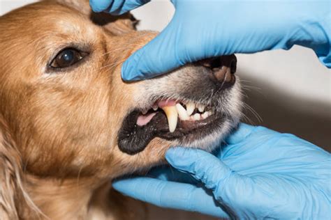 Rotten Dog Teeth Stock Photos Pictures And Royalty Free Images Istock