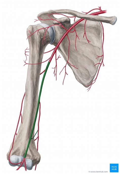 Arteria Braquial Humeral Anatom A Y Ramas Kenhub