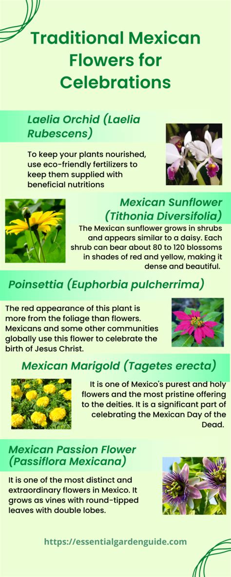 What Are Popular Mexican Flowers Essential Garden Guide