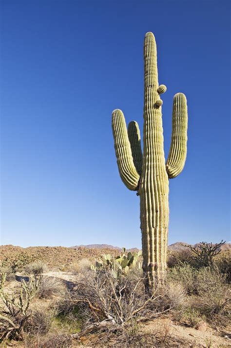 Usa Arizona Phoenix Saguaro Cactus On Desert Photograph By Bryan