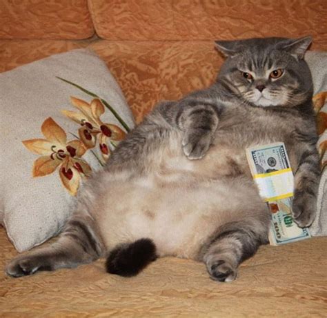 Rich Gangster Cats Flexing Their Wealth In 2021 Cats Funny Pictures