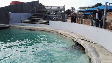 Seals And Penguins At The Bayworld Oceanarium In Port Elizabeth 2017