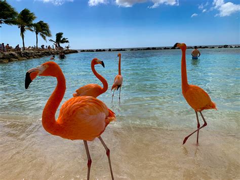 Everything You Need To Know About Visiting The Flamingos In Aruba