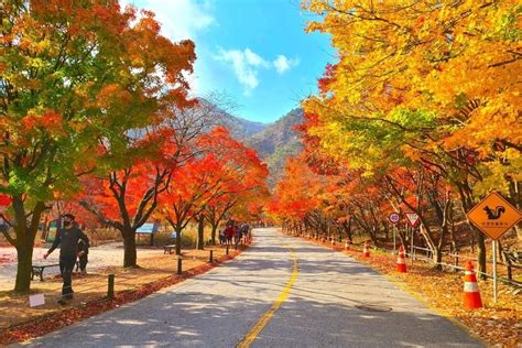 45 Beautiful Korean Autumn Leaves Pictures To Inspire You