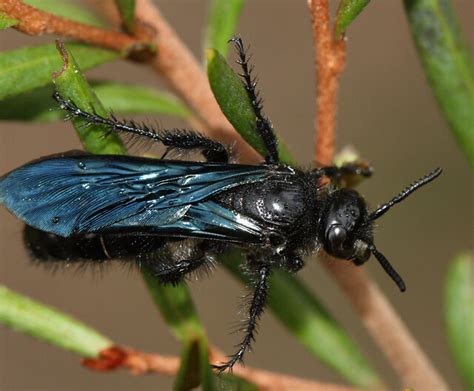 Blue Black Wasp Discolia Soror A Photo On Flickriver