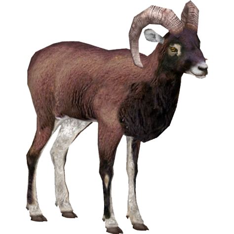 Soay Sheep Tamara Henson Zt2 Download Library Wiki Fandom