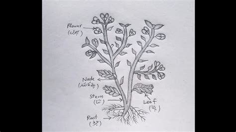 How To Draw Mustard Plantsarson Ka Paoda 9th Biology Experiment 1