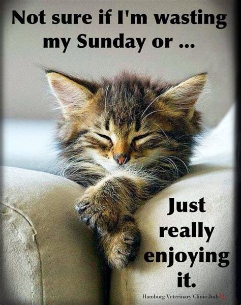1000 Images About Cats On Sundays On Pinterest Have