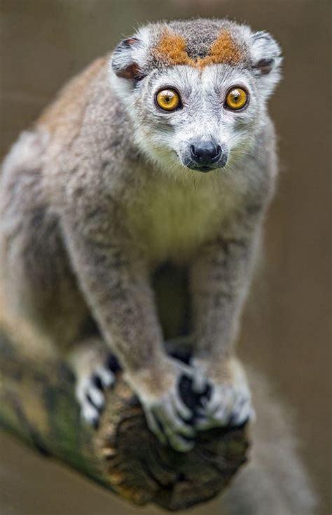 Crowned Lemur On Branch Weird Animals Animals Beautiful Lemur