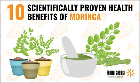 Moringa Oleifera 10 Scientifically Proven Health Benefits Of Moringa