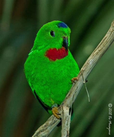 Sangihe hanging parrot (loriculus catamene) is a species of bird in the psittaculidae family. Birds of the World - Loriculus