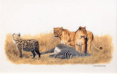 Artist Johan Hoekstra Wildlife Paintings Wildlife Art Lions And
