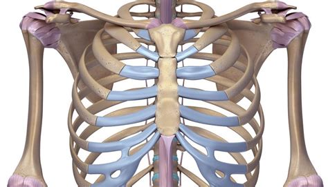 Picture Of What Is Under Your Rib Cage Sternum Wikipedia I Am