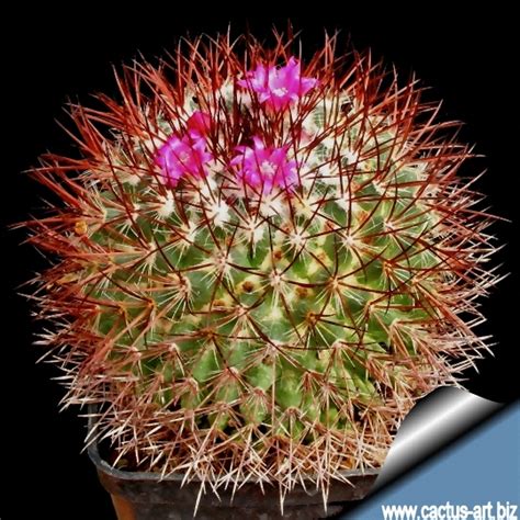 Spines are one of the most notable features in it helps the cacti retain as much water in as possible without allowing the sun, or the. Mammillaria rhodantha
