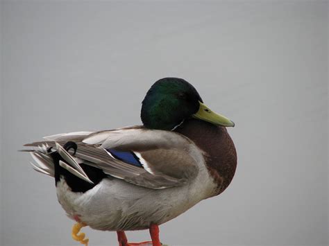 The Twisted Sex Lives Of Ducks Scientific Scribbles