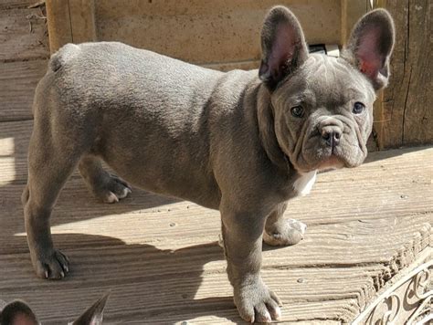 Illinois puppy breeders and illinois puppies for sale, k9stud has them all. French Bulldog Puppies for Sale in Herrin, Illinois