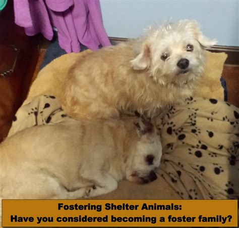 Fostering Shelter Animals: Have you considered becoming a foster family