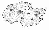 Amoeba Feeding Biology Drawing Single Celled Organisms Drawings Paramecium Animal Evolution Bacteria Algae Biological Microscopic Protista Science sketch template
