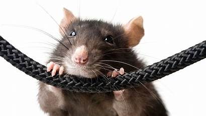 Rat Wallpapers Definition Backgrounds