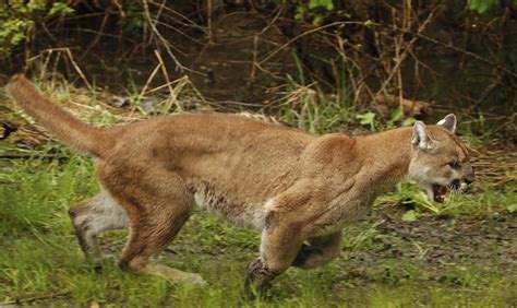 Jogger Kicked Aggressive Cougar At Dunn Forest Near Corvallis Local