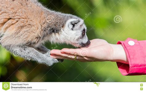 Lemur With Human Hand Selective Focus Stock Image Image Of Primate