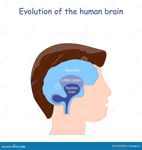 Evoluci N Del Cerebro Humano Del Cerebro Reptil Al Sistema L Mbico Y