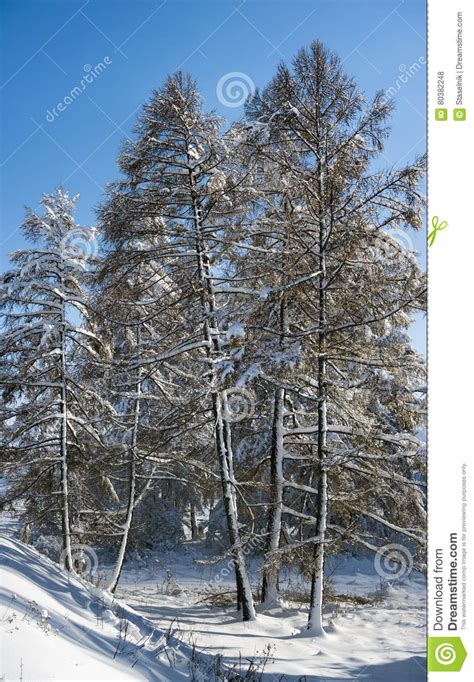 Snow Covered Larch And Fir Trees In The Highlands The Snow Spar Stock