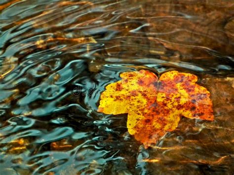 A Leaf Floating On Top Of A Body Of Water Stock Image Image Of Maple