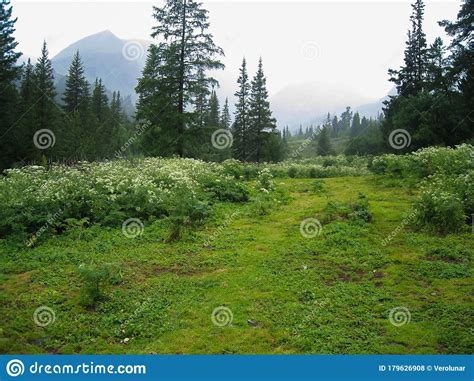 Early Foggy Morning In The Forest Green Meadow With Flowers On A