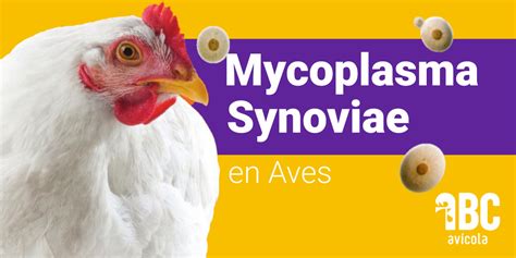 Mycoplasma Synoviae En Aves