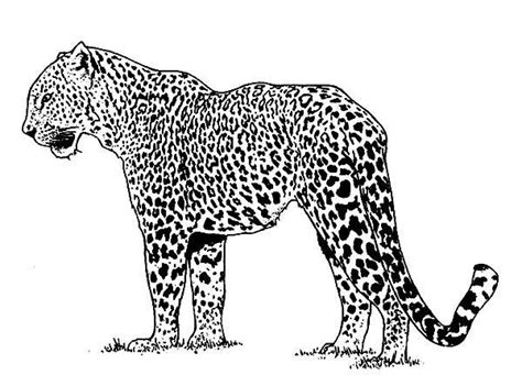 Check spelling or type a new query. Alpha Male Jaguar Coloring Pages | Jaguar animal, Zoo ...