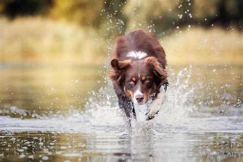 Badespaß Foto And Bild Hunde Aussie Hund Bilder Auf Fotocommunity