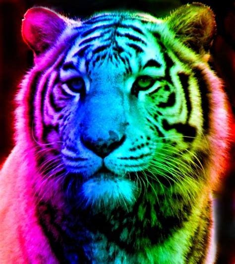 Rainbow Tiger Rainbow Tiger 12 By ~tomboytigress On Deviantart