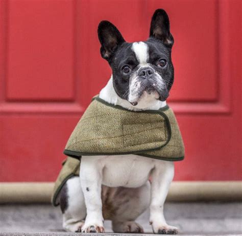 French Bulldog Dog Coat By Country And Twee