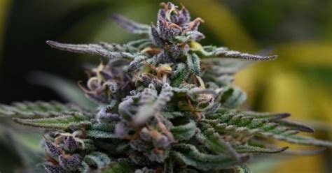 Purple Hindu Kush Strain Cannabis Review Green Relief