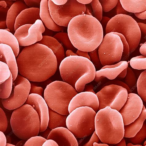 Red Blood Cells Stock Image P2420282 Science Photo Library