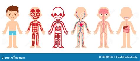 Anatomy Child Cartoon Illustration Stock Vector Illustration Of Body