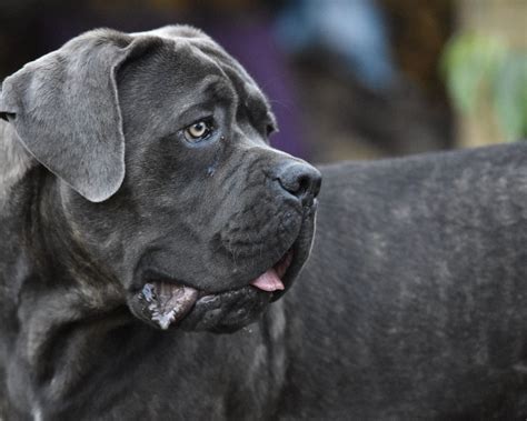 Neo Daniff Neapolitan Mastiff And Great Dane Mix Info Pictures Facts