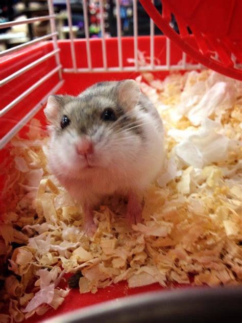 Sweet Little Dwarf Hamster