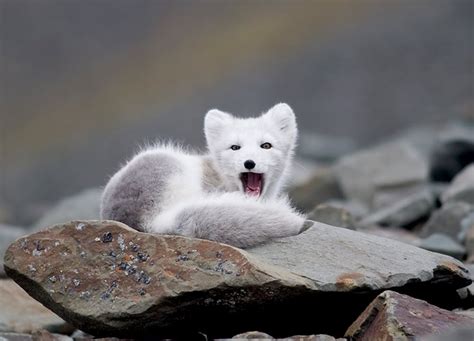 Arctic Fox Vulpes Lagopus Photorator